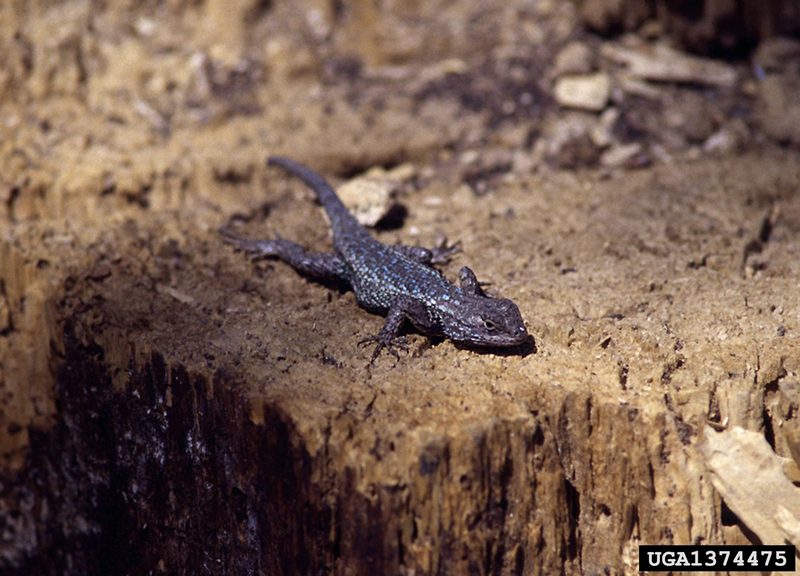 Spiny Lizard (Sceloporus sp.) {!--울타리도마뱀류-->; DISPLAY FULL IMAGE.