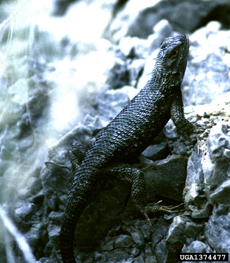 Spiny Lizard (Sceloporus sp.) {!--울타리도마뱀류-->; DISPLAY FULL IMAGE.