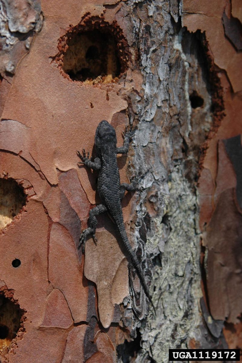 Southern Fence Lizard (Sceloporus undulatus undulatus) {!--울타리도마뱀-->; DISPLAY FULL IMAGE.