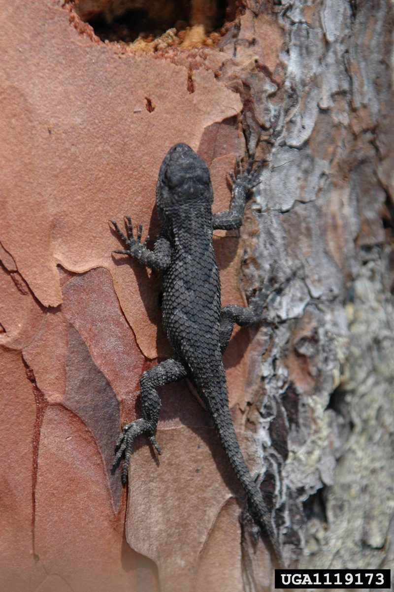 Southern Fence Lizard (Sceloporus undulatus undulatus) {!--울타리도마뱀-->; DISPLAY FULL IMAGE.