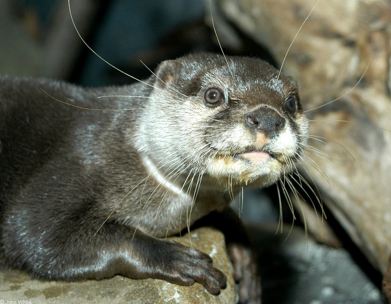Asian Small-clawed Otter (Aonyx cinerea)001; DISPLAY FULL IMAGE.