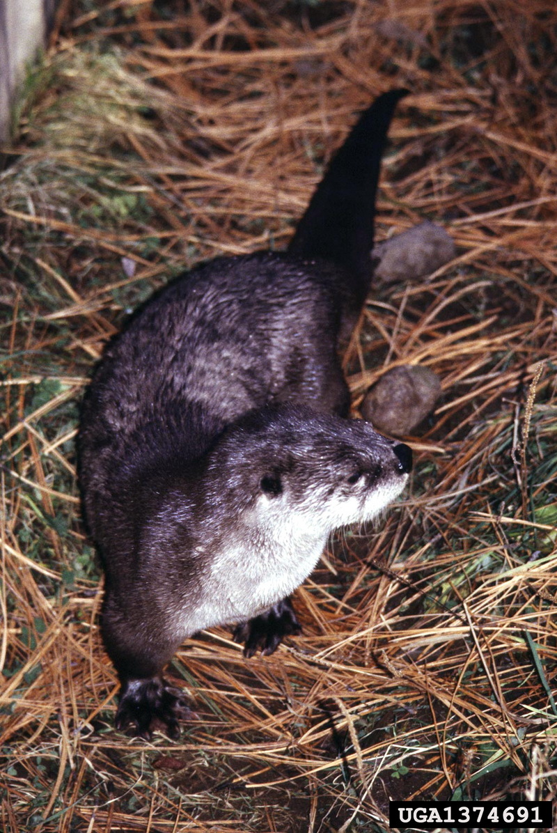North American River Otter (Lontra canadensis){!--북미수달-->; DISPLAY FULL IMAGE.