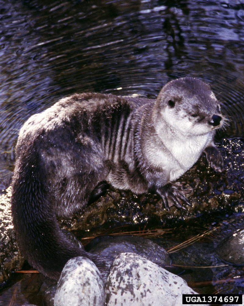 North American River Otter (Lontra canadensis){!--북미수달-->; DISPLAY FULL IMAGE.