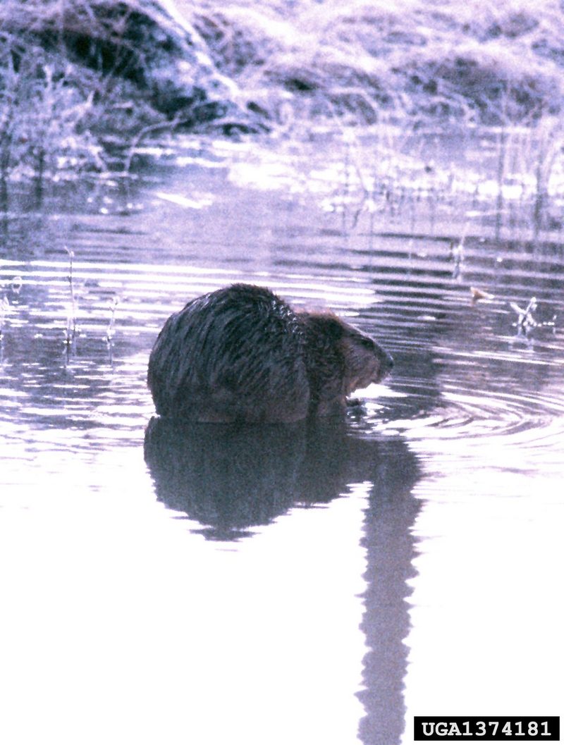 American Beaver (Castor canadensis) {!--캐나다비버-->; DISPLAY FULL IMAGE.