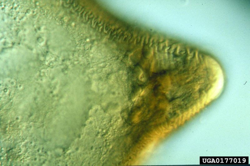 Soybean Cyst Nematode (Heterodera glycines) {!--콩씨스트선충-->; DISPLAY FULL IMAGE.