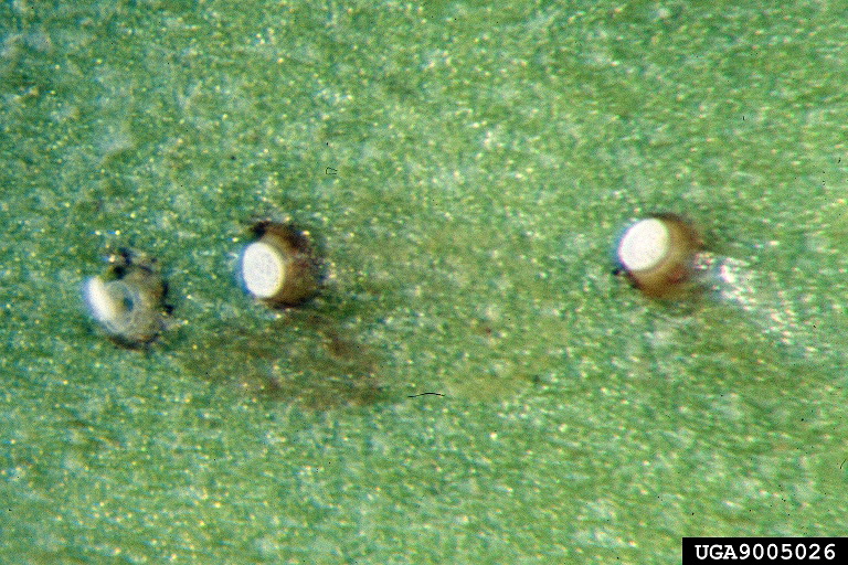 Woolly Anthocorid Bug (Anthocoris tomentosus) eggs {!--미국털꽃노린재(알)-->; Image ONLY