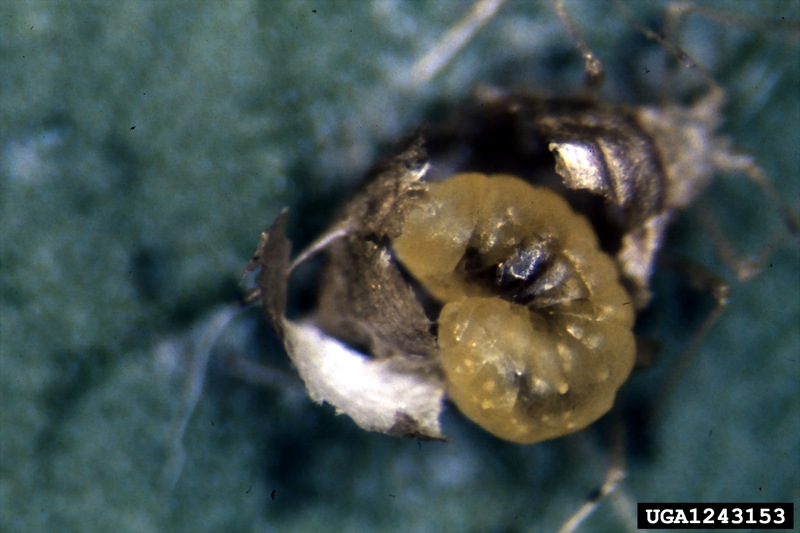 Aphid Parasitoid Wasp (Diaeretiella rapae) {!--가루진디벌-->; DISPLAY FULL IMAGE.