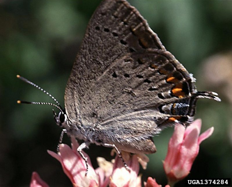California Hairstreak Butterfly (Satyrium californica) {!--부전나비과-->; DISPLAY FULL IMAGE.