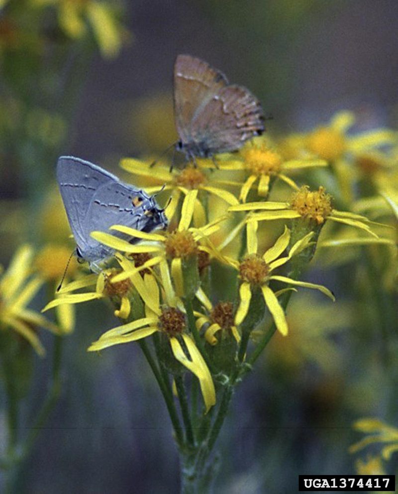 Gray Hairstreak Butterfly (Strymon melinus) {!--부전나비과-->; DISPLAY FULL IMAGE.