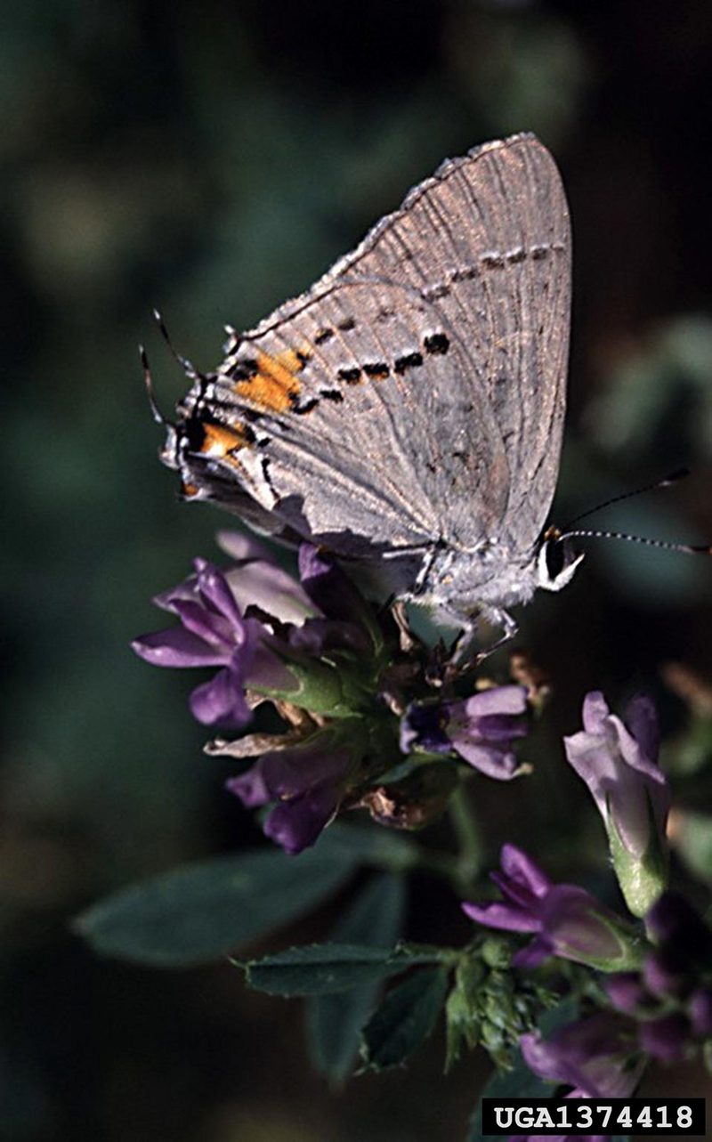 Gray Hairstreak Butterfly (Strymon melinus) {!--부전나비과-->; DISPLAY FULL IMAGE.