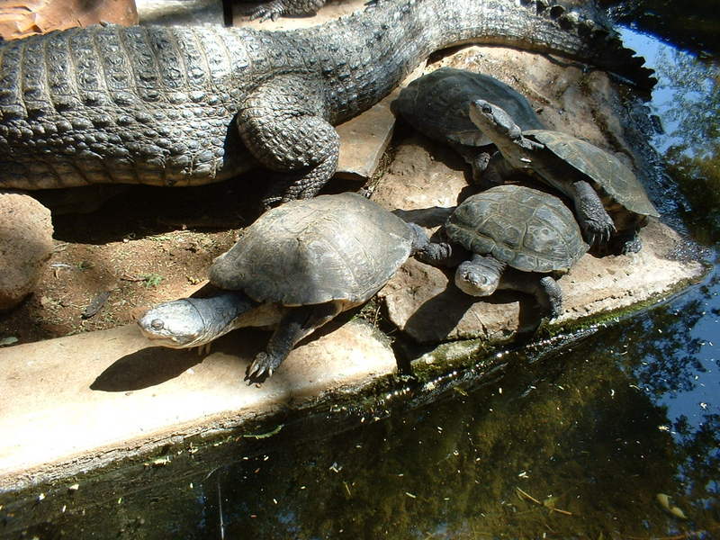 Crocodile & Turtles; DISPLAY FULL IMAGE.