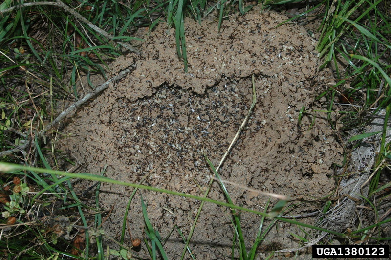 Red Imported Fire Ant (Solenopsis invicta) {!--붉은불개미(남미산 불개미류)-->; DISPLAY FULL IMAGE.