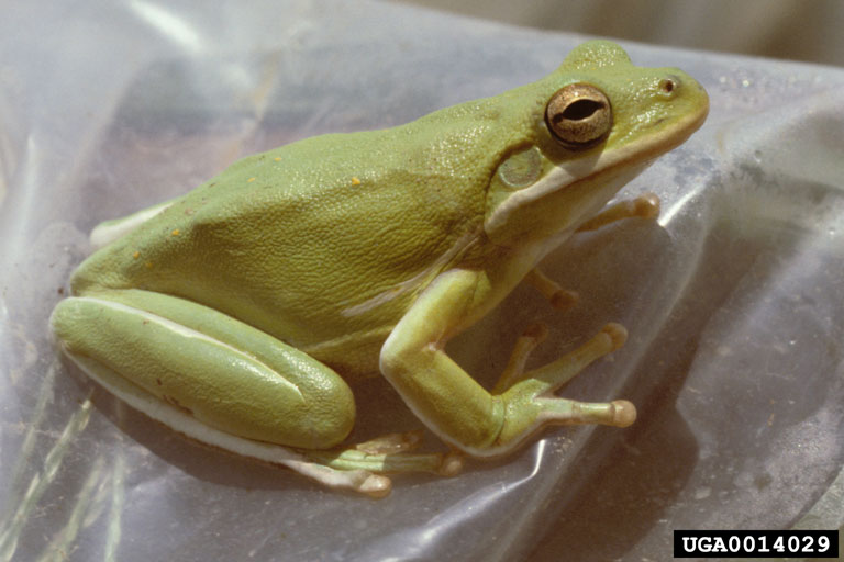 American Green Treefrog (Hyla cinerea) {!--아메리카청개구리-->; Image ONLY