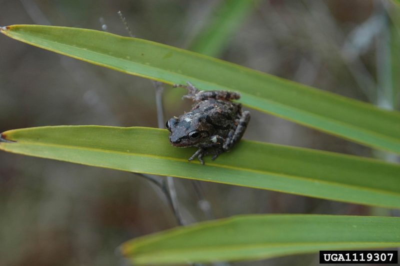 Pine Woods Treefrog (Hyla femoralis) {!--회색나무개구리-->; DISPLAY FULL IMAGE.