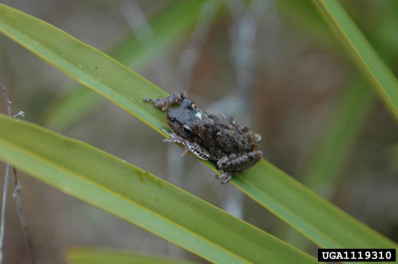 Pine Woods Treefrog (Hyla femoralis) {!--회색나무개구리-->; DISPLAY FULL IMAGE.