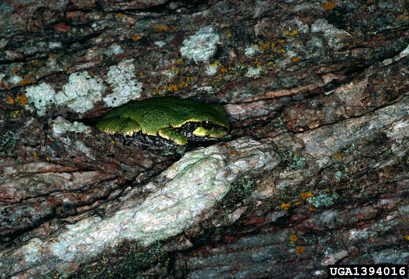 Common Gray Treefrog (Hyla versicolor) {!--회색청개구리-->; DISPLAY FULL IMAGE.