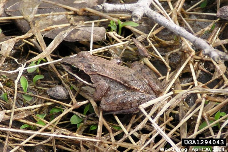 Wood Frog (Rana sylvatica) {!--송장개구리-->; DISPLAY FULL IMAGE.