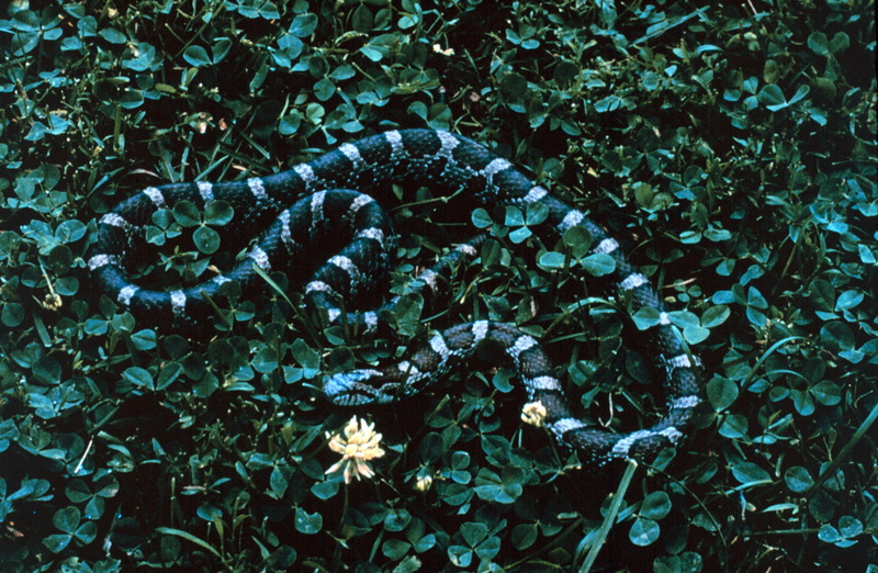 Eastern Milk Snake (Lampropeltis triangulum triangulum) {!--우유뱀(미국 동부 아종)-->; DISPLAY FULL IMAGE.