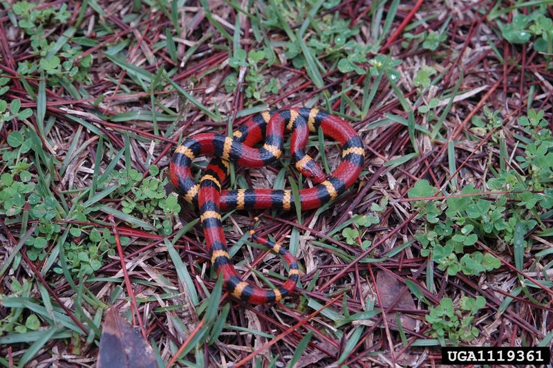 Scarlet King Snake (Lampropeltis triangulum elapsoides) {!--주홍왕뱀/붉은왕뱀(미국왕뱀 아종)-->; DISPLAY FULL IMAGE.