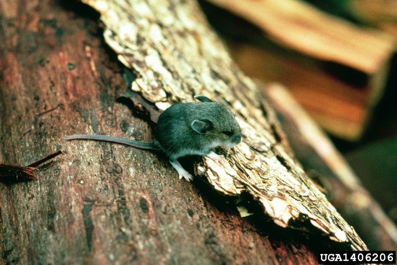Deer Mouse (Peromyscus sp.) {!--사슴쥐류-->; DISPLAY FULL IMAGE.