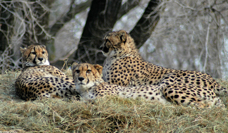 Cheetahs; DISPLAY FULL IMAGE.