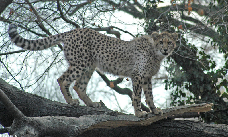 Cheetah; DISPLAY FULL IMAGE.