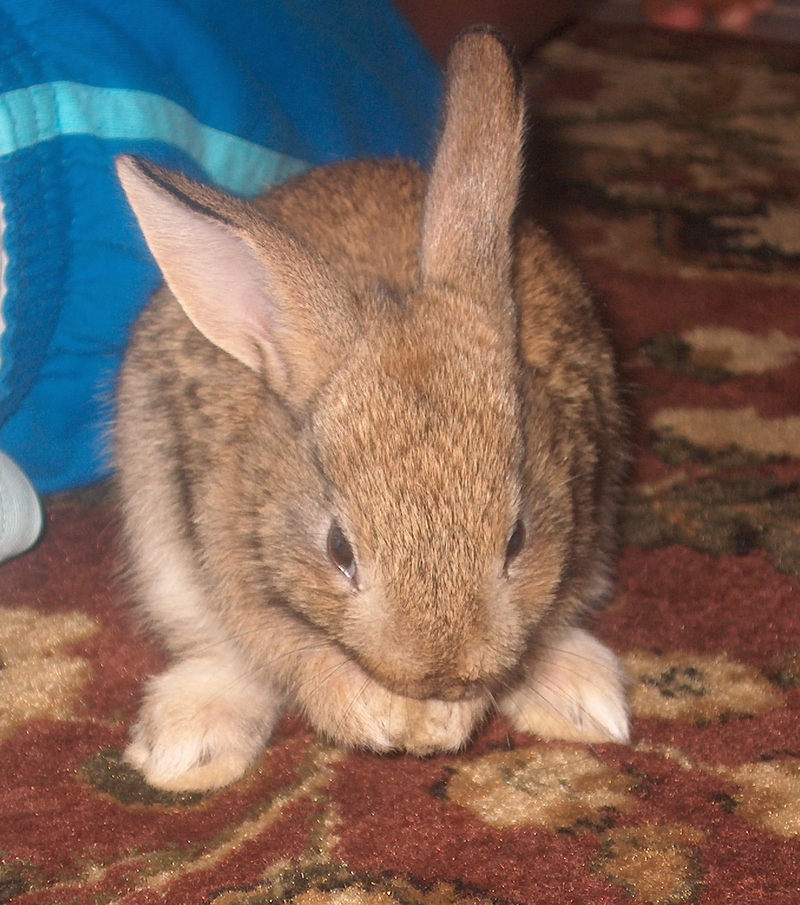 my rabbit; DISPLAY FULL IMAGE.