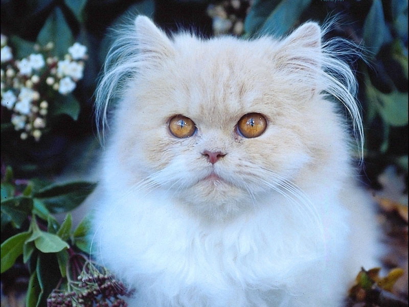 Cute Kitten; DISPLAY FULL IMAGE.