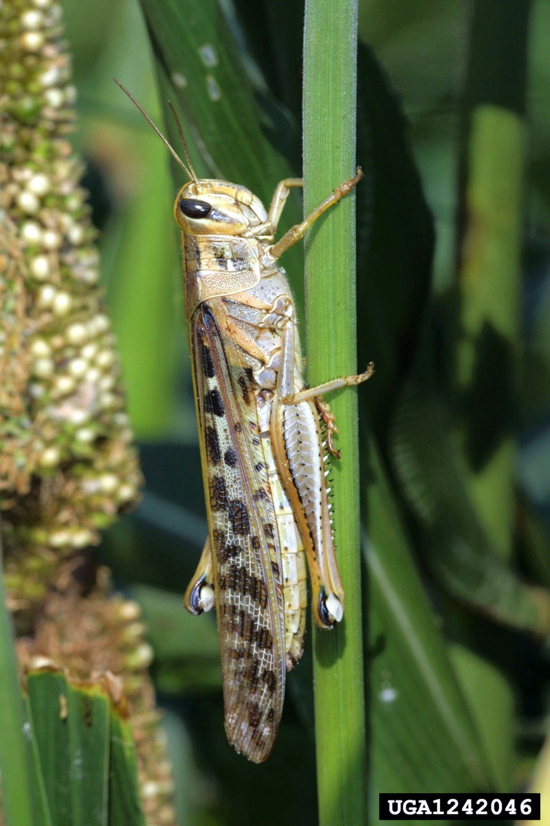 American Grasshopper (Schistocerca americana) {!--미국메뚜기-->; DISPLAY FULL IMAGE.