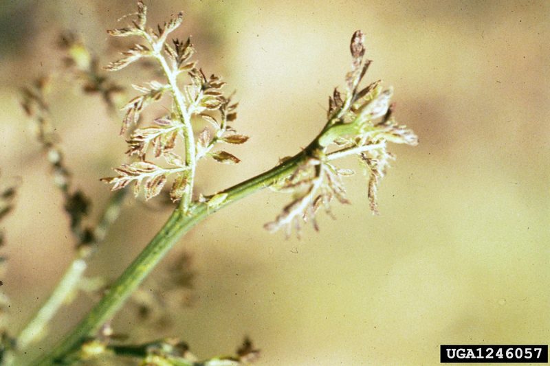 Honeylocust Plant Bug (Diaphnocoris chlorionis) {!--장님노린재과(Miridae)-->; DISPLAY FULL IMAGE.