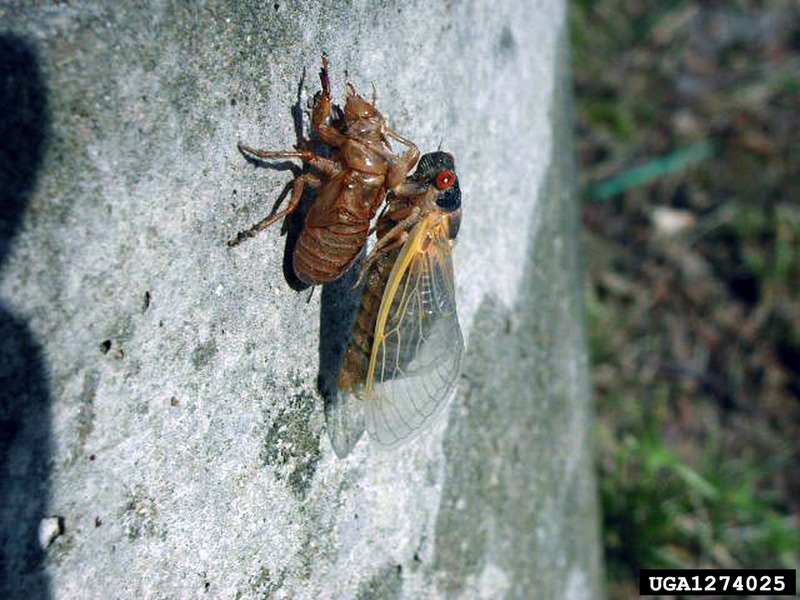 Periodical Cicada (Magicicada septendecim) {!--17년매미(주기매미류)-->; DISPLAY FULL IMAGE.