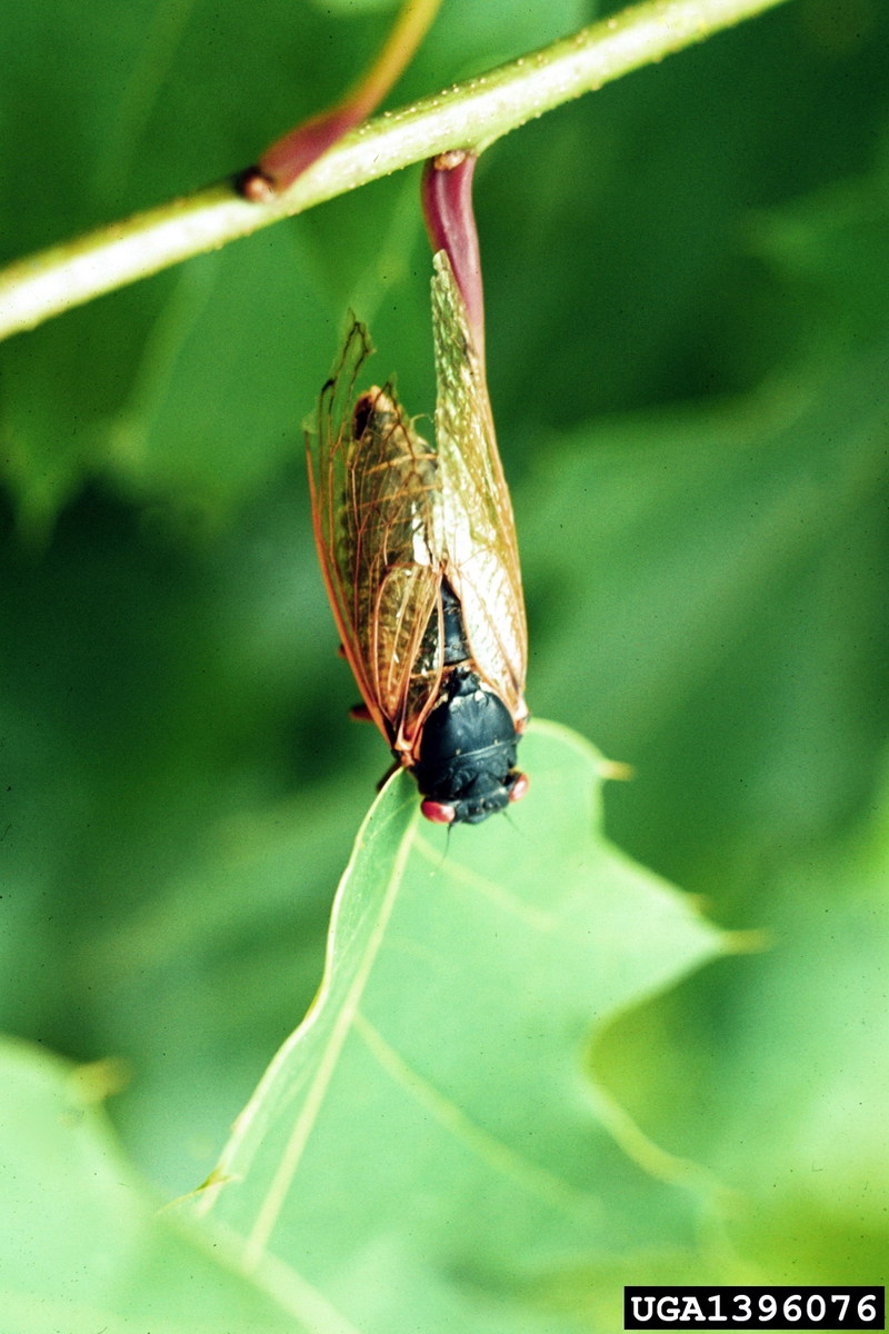 Periodical Cicada (Magicicada sp.) {!--주기매미류(미국)-->; DISPLAY FULL IMAGE.