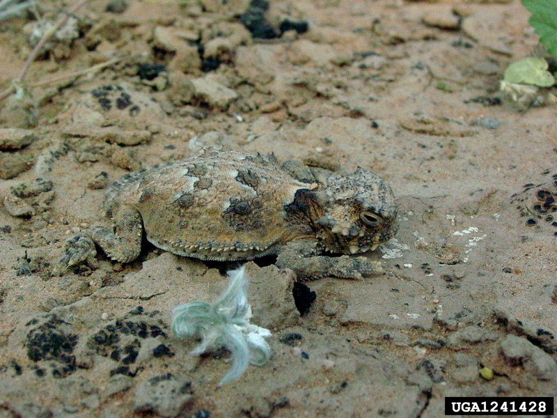 Desert Horned Lizard (Phrynosoma platyrhinos) {!--사막뿔도마뱀-->; DISPLAY FULL IMAGE.