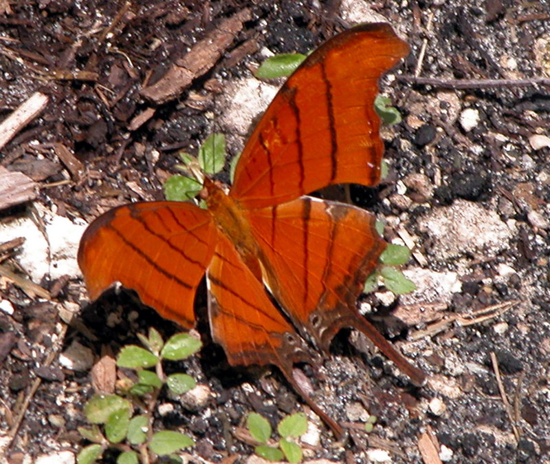 Ruddy Daggerwing Butterfly (Marpesia petreus) {!--네발나비과-->; DISPLAY FULL IMAGE.