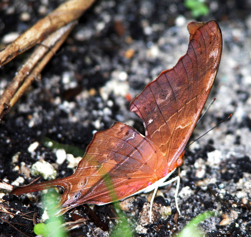 Ruddy Daggerwing Butterfly (Marpesia petreus) {!--네발나비과-->; DISPLAY FULL IMAGE.
