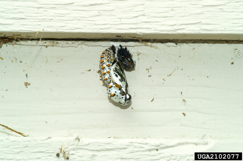 Gulf Fritillary Butterfly (Agraulis vanillae) {!--걸프큰표범나비/네발나비과-->; DISPLAY FULL IMAGE.
