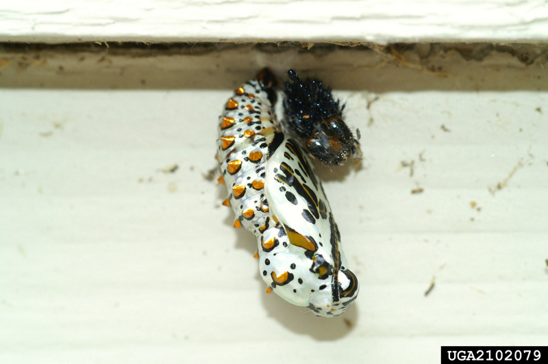 Gulf Fritillary Butterfly (Agraulis vanillae) {!--걸프큰표범나비/네발나비과-->; DISPLAY FULL IMAGE.