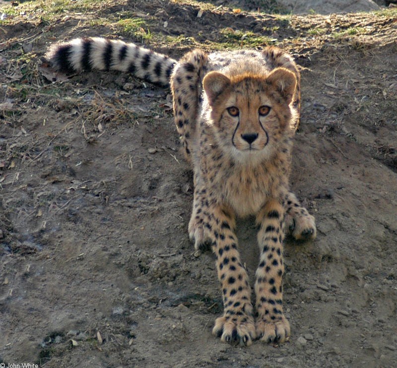 Cheetah (Acinonyx jubatus)256; DISPLAY FULL IMAGE.