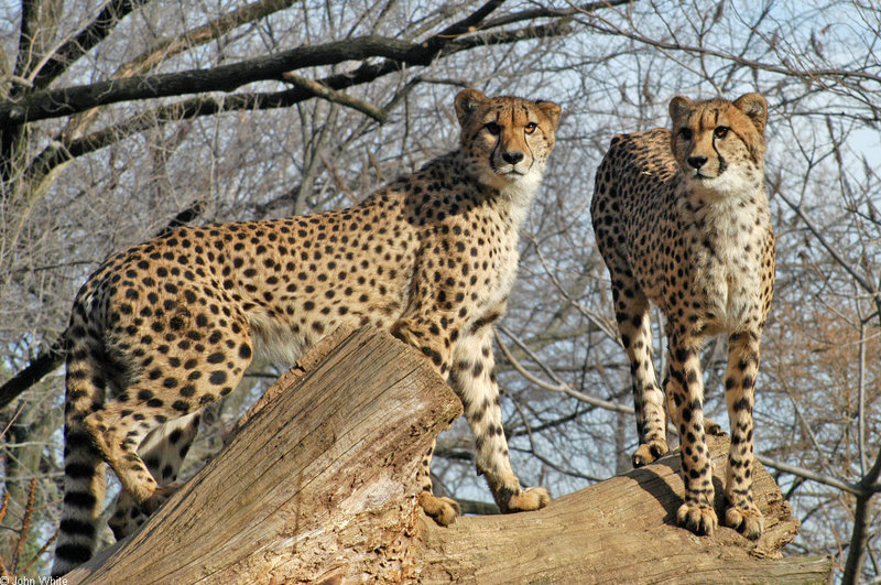 Cheetah (Acinonyx jubatus)257; DISPLAY FULL IMAGE.