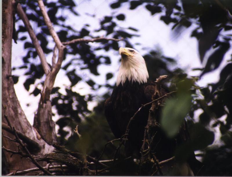 Bald Eagle on nest; DISPLAY FULL IMAGE.