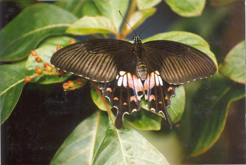 Swallowtail; DISPLAY FULL IMAGE.