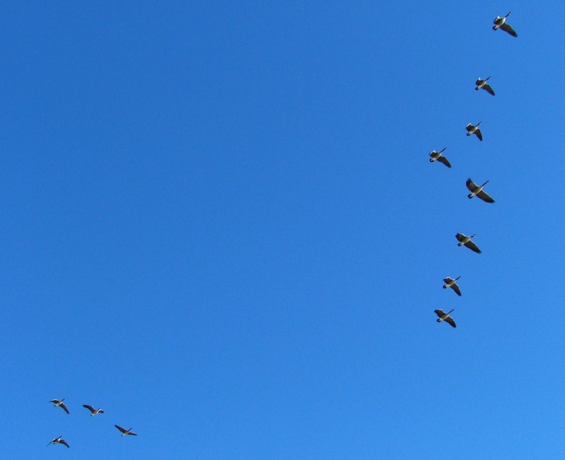 Flock of Canadian Geese; DISPLAY FULL IMAGE.