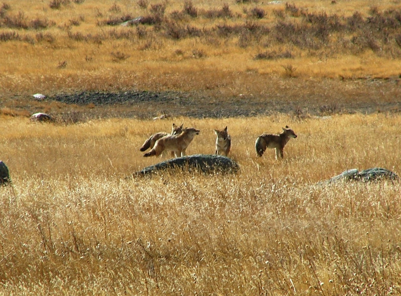 pack of coyote sounds