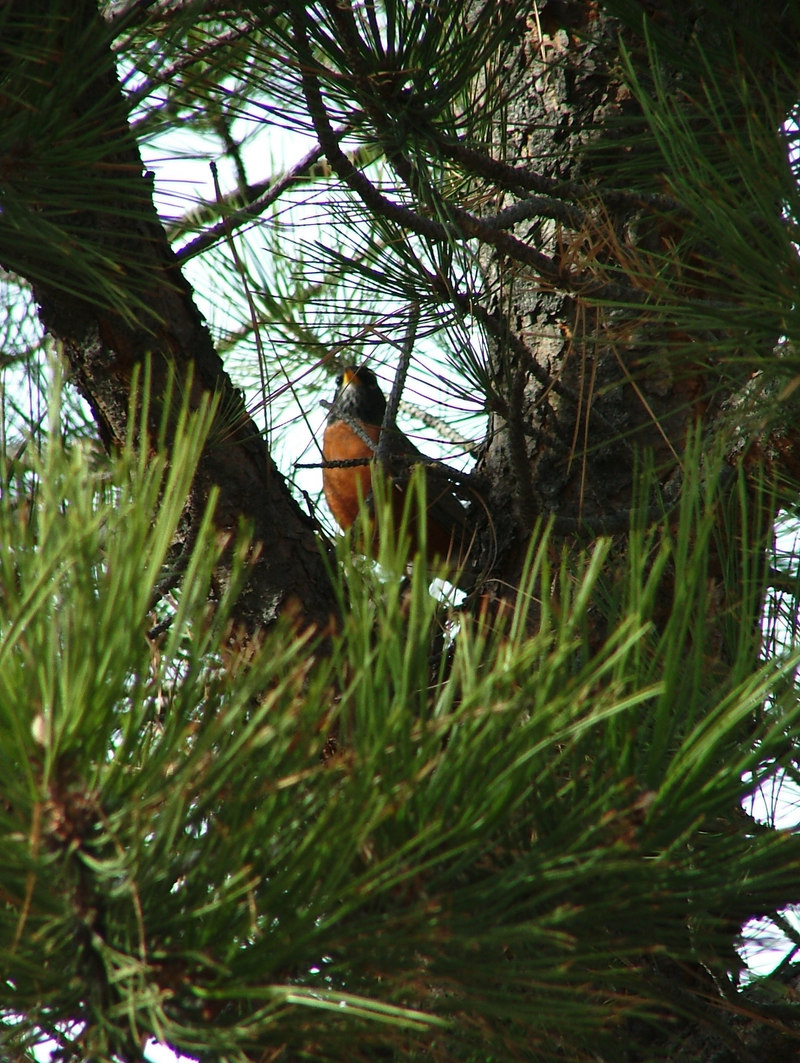 Robin in pine; DISPLAY FULL IMAGE.