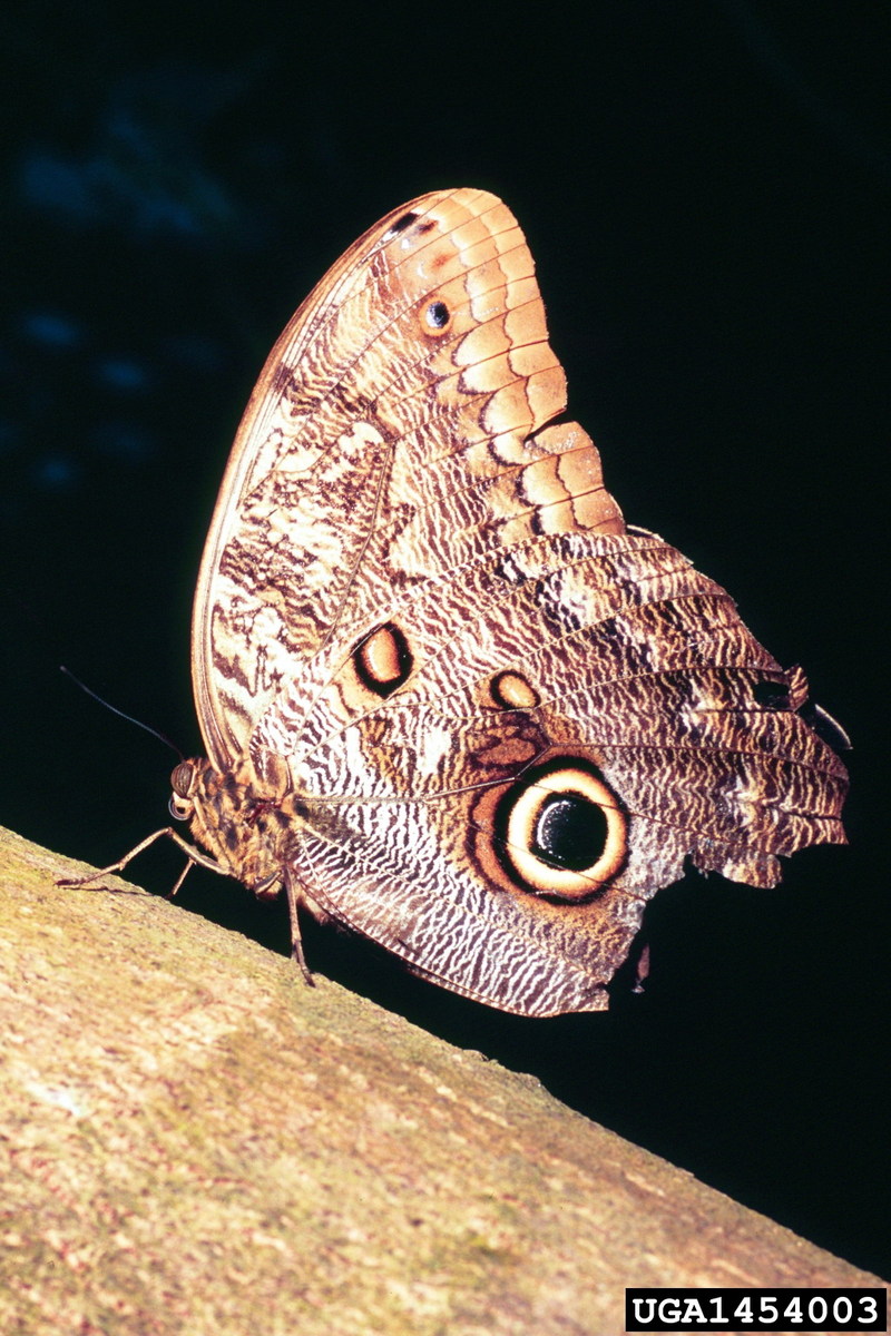 Owl Butterfly (Caligo memnon) {!--멤논올빼미나비-->; DISPLAY FULL IMAGE.