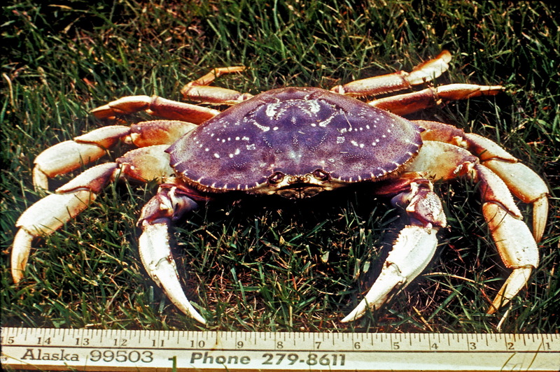 Dungeness Crab (Cancer magister) {!--감옥게-->; DISPLAY FULL IMAGE.