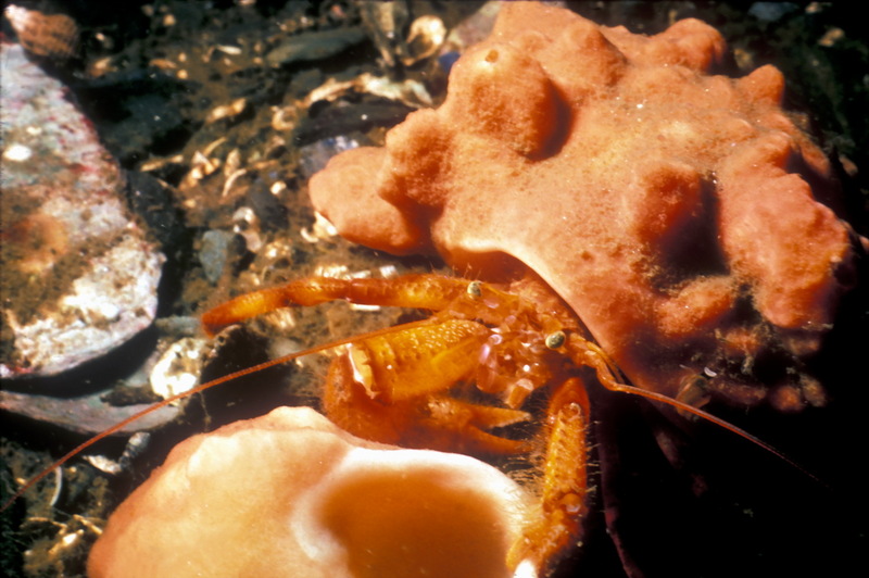 Dimpled Hermit Crab (Pagurus impressus) {!--긴발가락참집게-->; DISPLAY FULL IMAGE.