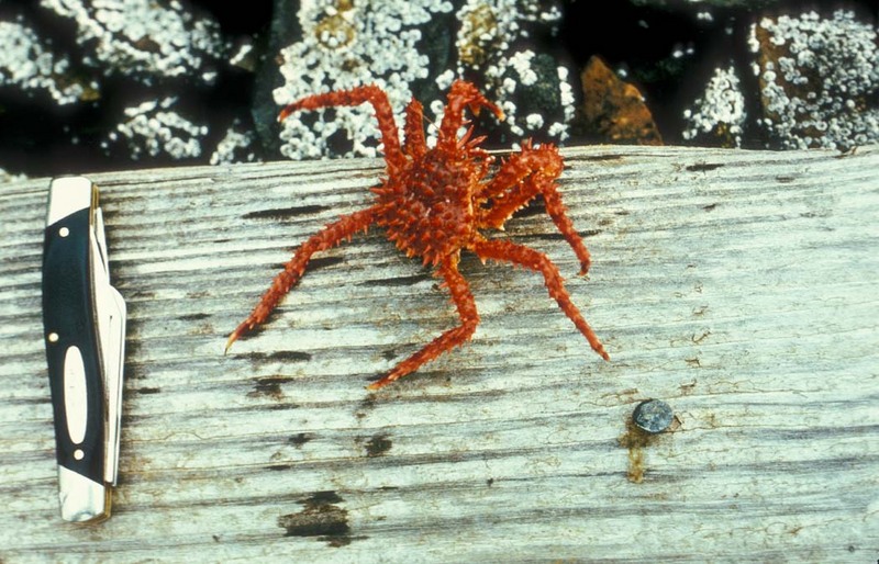 Red King Crab (Paralithodes camtschaticus) {!--왕게-->; DISPLAY FULL IMAGE.
