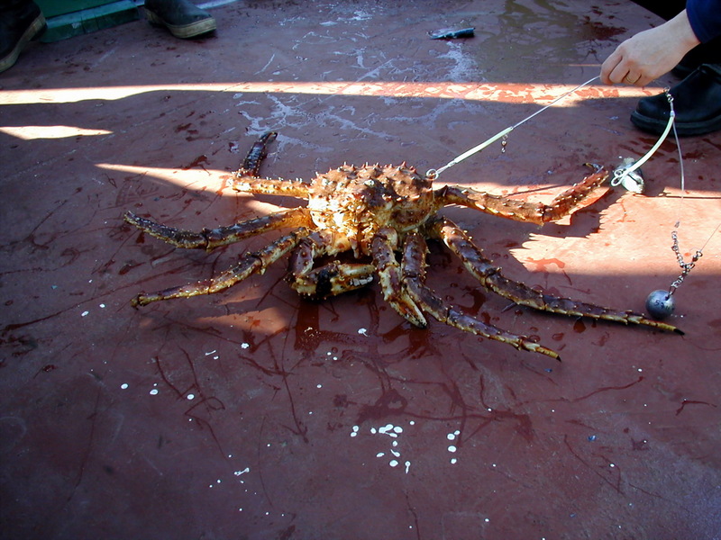 Red King Crab (Paralithodes camtschaticus) {!--왕게-->; DISPLAY FULL IMAGE.