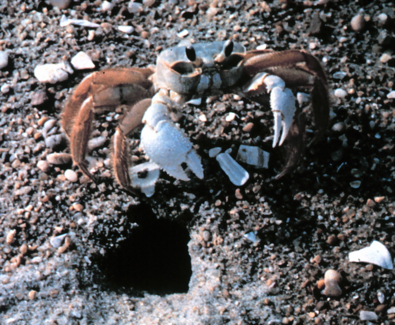 Ghost Crab (Ocypode quadrata) {!--대서양달랑게-->; DISPLAY FULL IMAGE.